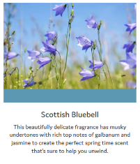 Scottish-Bluebell-Info